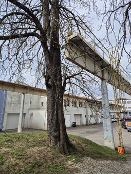 Dřevo - jírovec maďal (kastan)