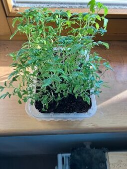 Nabízím rajčata na přesazení