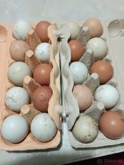 Domácí vejce