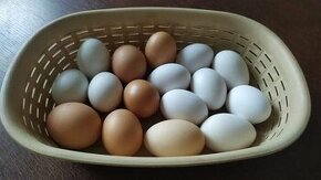 Nabídka domácích vajec