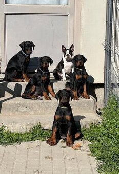 Doberman šteňa s FCI pôvodom