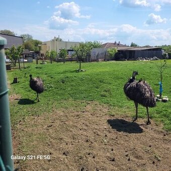 EMU hnědý pár