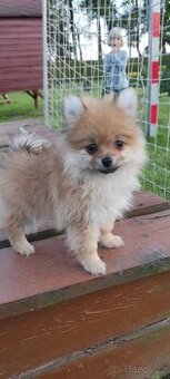Špic pomeranian s pp