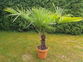 Palma Trachycarpus fortunei