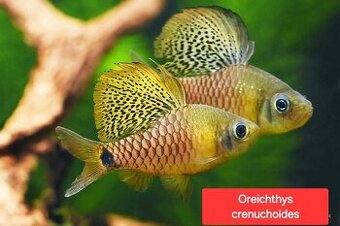 Parmičky - Oreichthys crenuchoides