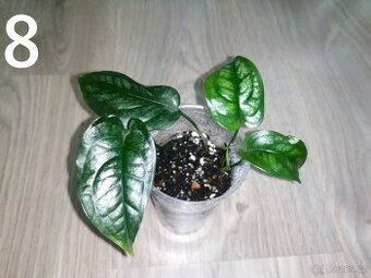 Monstera Siltepecana