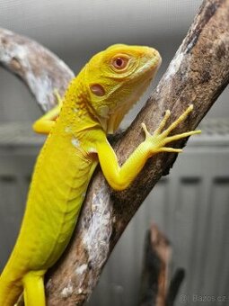 Iguana Iguana - Albino - 1