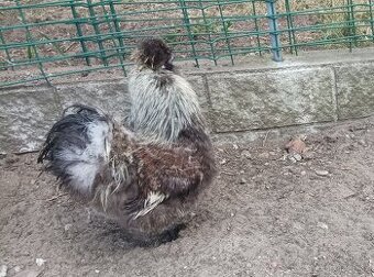 Hedvabničky slepička kohout NV