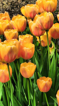vysoké tulipány - žluté s růž. líčkem