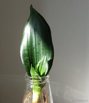 Tchynin jazyk, Sansevieria cv. Whitney