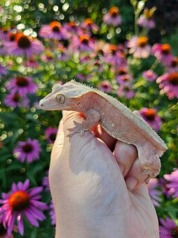 Pagekon řasnatý / ciliatus - 1