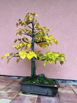 Bonsai, Bonsaj, jamadori, lípa srdčitá