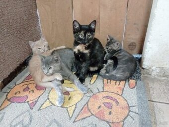 Darujeme 4 kočičky