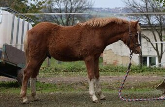 Hřebeček Welsh B 2025