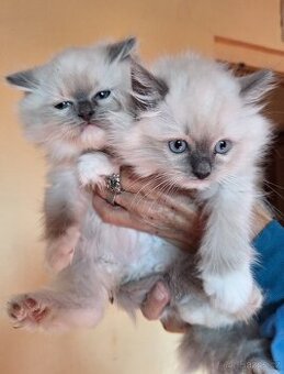 Nádherná Ragdoll  koťátka s pp