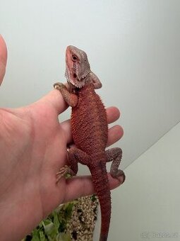 Agama vousatá ( samec)