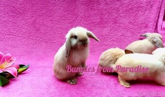 SIAMSKÁ HOLČIČKA VYHLÍŽÍ SVŮJ NOVÝ DOMOV ❤️❤️❤️