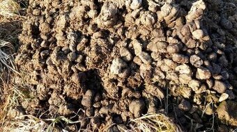 Koňský hnůj za odvoz