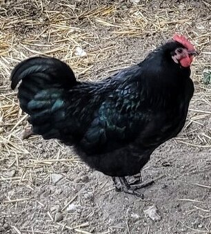 Australka velká - kohout