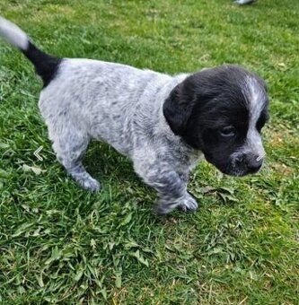 Border kolie Blue Merle