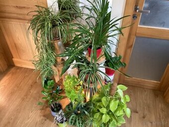 Květiny do interieru