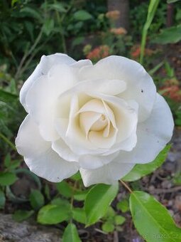 Růže bíla keř