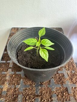 Sazenice chilli papriček