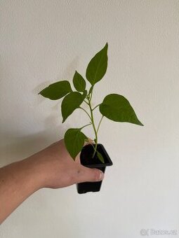 Sazenice chilli papriček