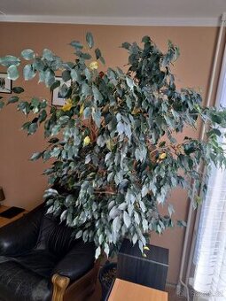 Ficus benjamina
