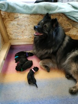 Vlčí špic / Keeshond - 1
