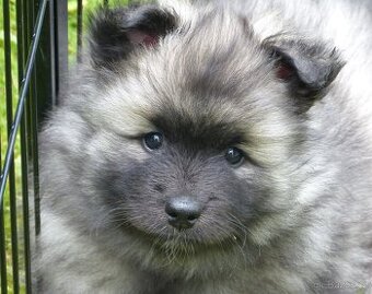Vlčí špic / Keeshond