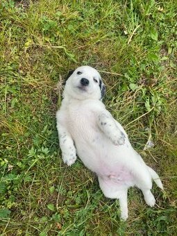 Jorkšírský teriér x Jack Russel bez pp