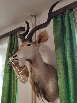 Trofej Kudu Velký - 1