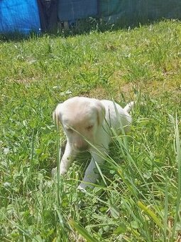 Čistokrevná štěňátka Labradora