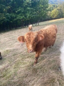 Jalovice a býk Galloway a Galloway X Highland