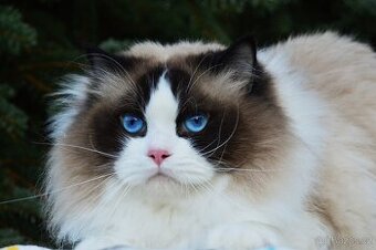 Nádherný kocour Ragdoll s PP