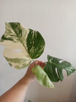 Monstera albo variegata vrcholový řízek