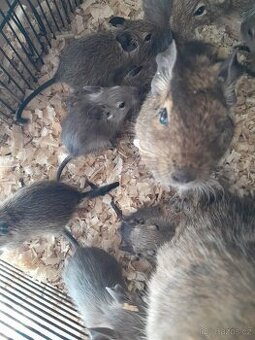 Osmáci degu