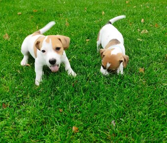 Jack Russell teriér