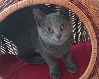 Britská modrá bez PP,