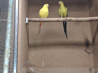 Papoušek horský - kouřový