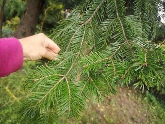 Chvojí, jmelí, větvičky na vánoční dekorace