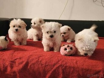 Maltipoo