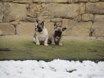 Francouzský buldoček bez PP