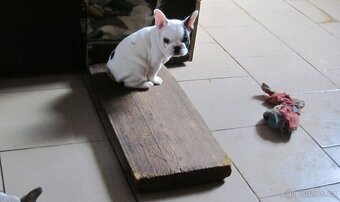 Francouzský buldoček bez PP