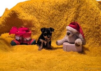 Jorkšírský teriér biewer bez pp