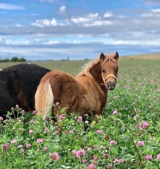 Americký miniaturní kůň