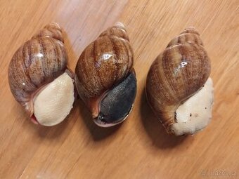 Skupina afrických šneků PUYLAERTI