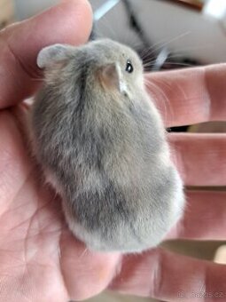 Křeček džungarský