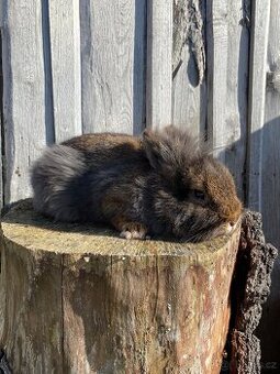 Zakrslý králíček - lvíček